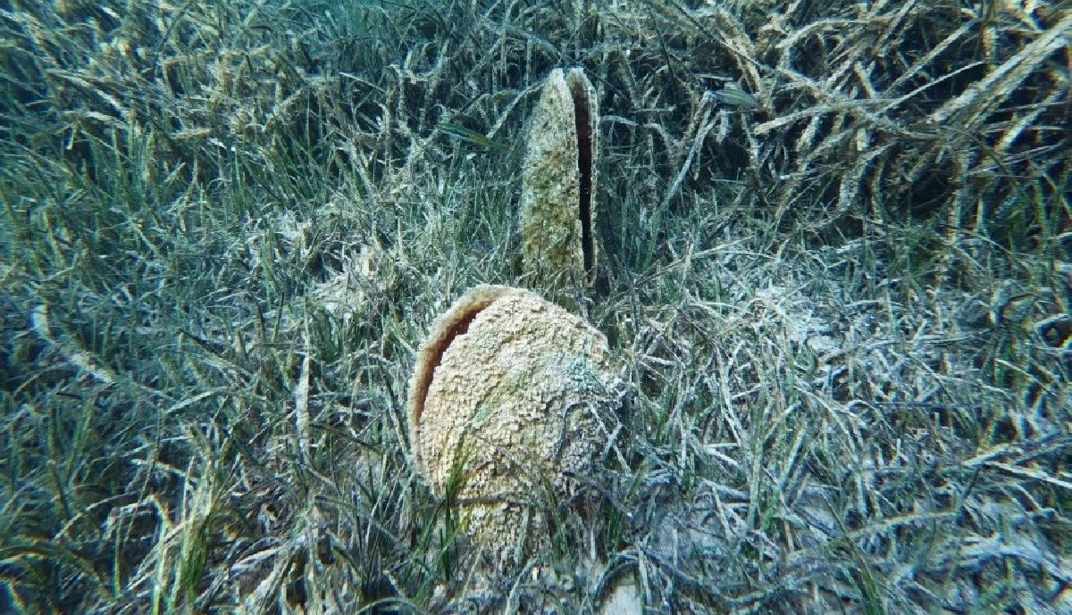 Ministar Ćorić potvrdio pomor periski na ušću Neretve