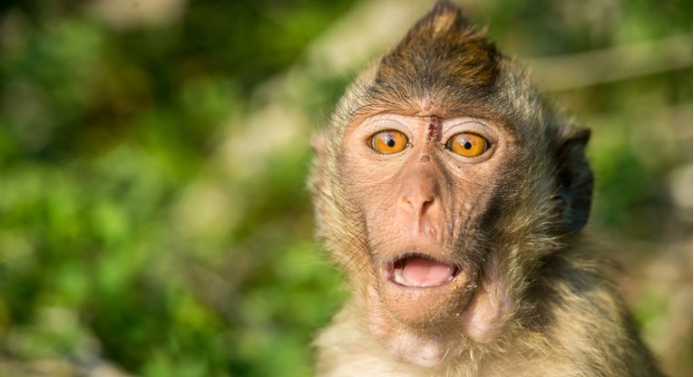 Majmuni iz zoološkog više vole čuti promet nego zvukove prirode