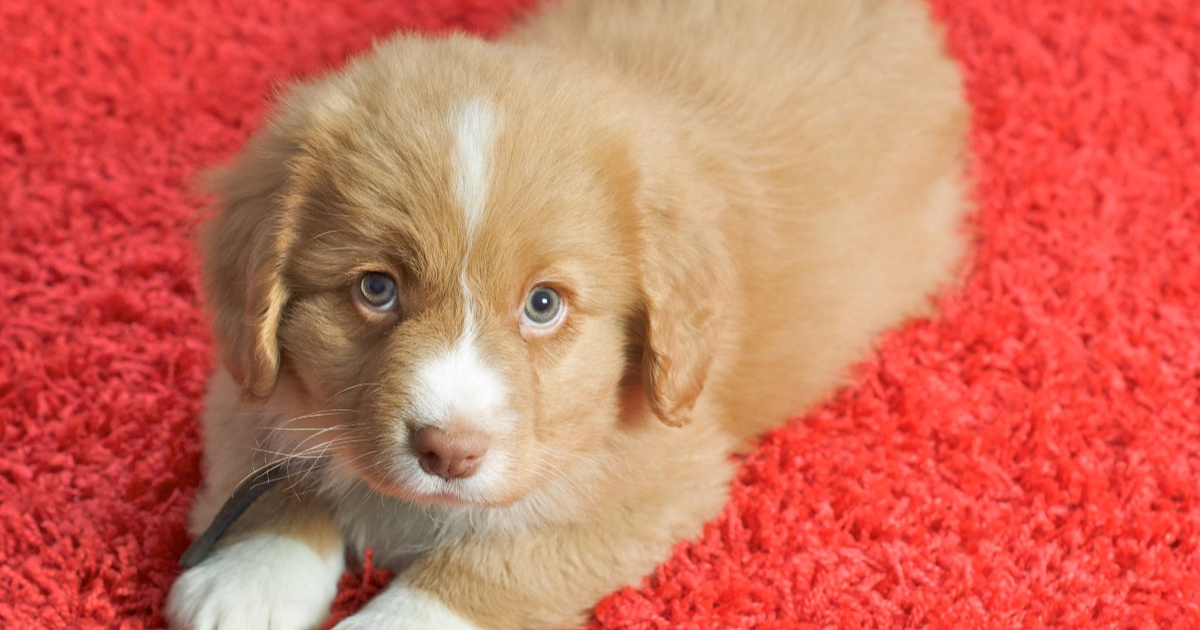 Poznata trenerica otkriva koje bi pasmine pasa osvojile Oscara