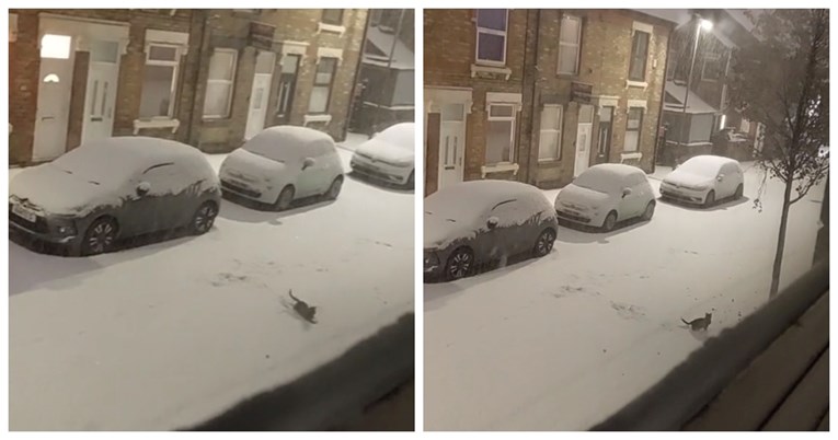 VIDEO Ulična mačka zaigrala se na snijegu, prizor topi srca