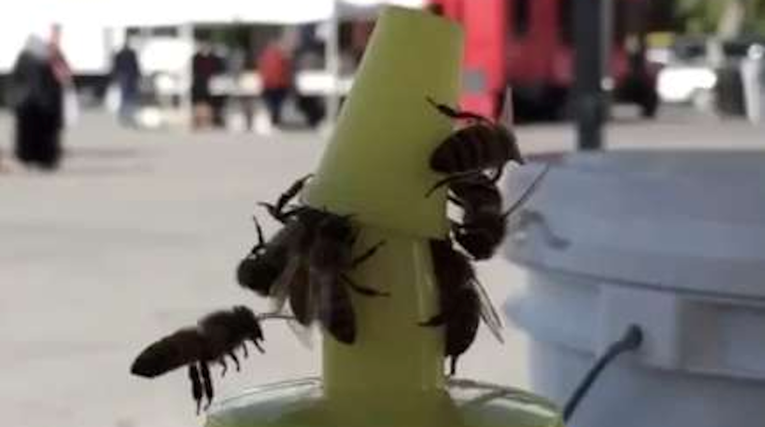 Kad se mala krila slože: Pčele se udružile kako bi skinule čep s bočice meda