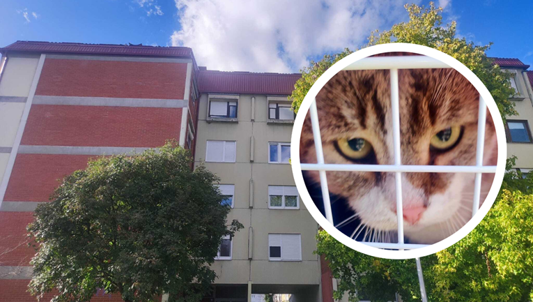 VIDEO Mačak Tomek se popeo na krov zgrade u Španskom, spašavali su ga vatrogasci