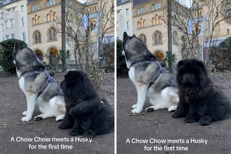 Chow chow prvi put čuo zavijanje haskija, njegova reakcija nasmijala je TikTok