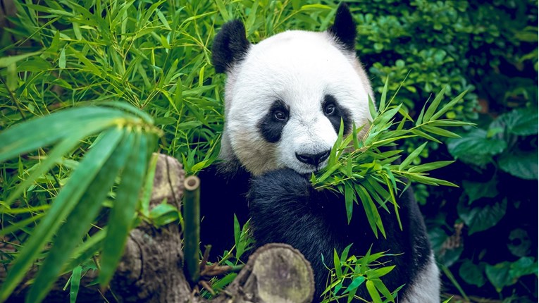 Najstarija panda na svijetu u zoološkom vrtu proslavila 38. rođendan