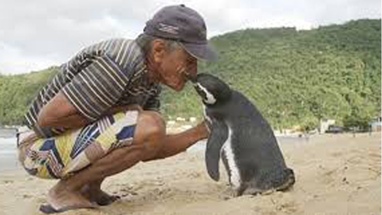 Svake godine pingvin prepliva više od 8000 km kako bi posjetio jednog čovjeka