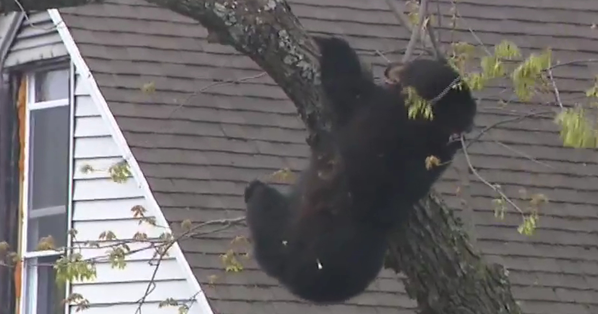 VIDEO Medvjed se popeo na drvo usred grada u SAD-u. Spašavanje trajalo satima