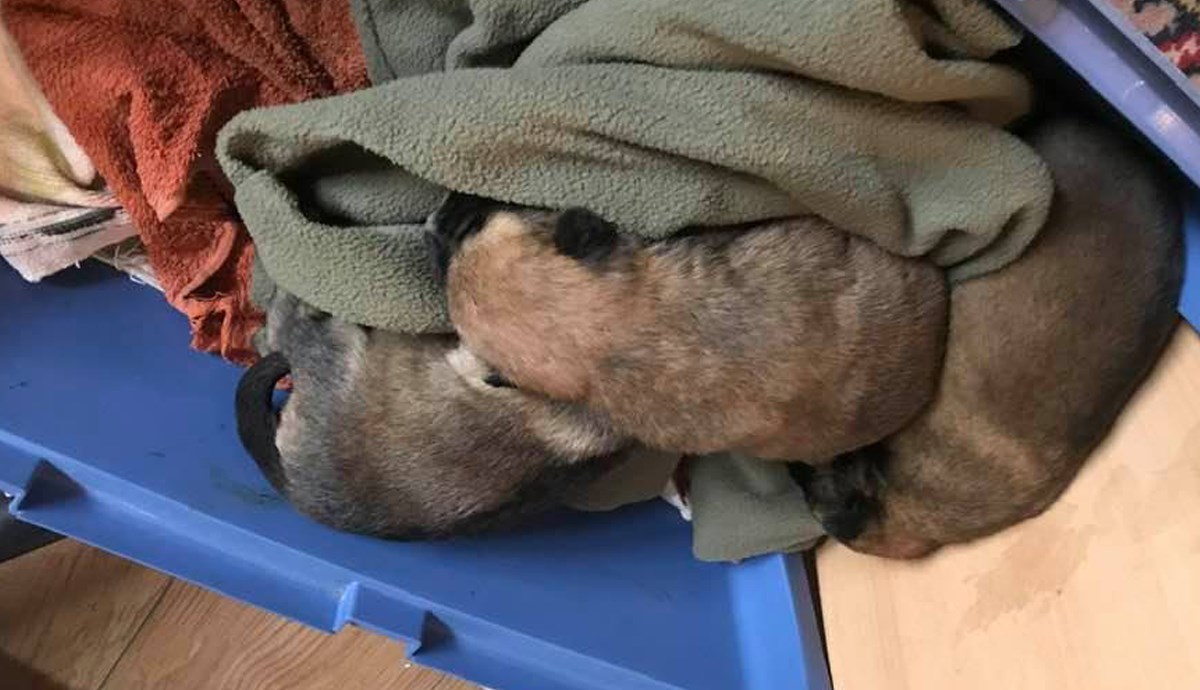 Tek okoćeni štenci izbačeni u zagrebačkom Zapruđu