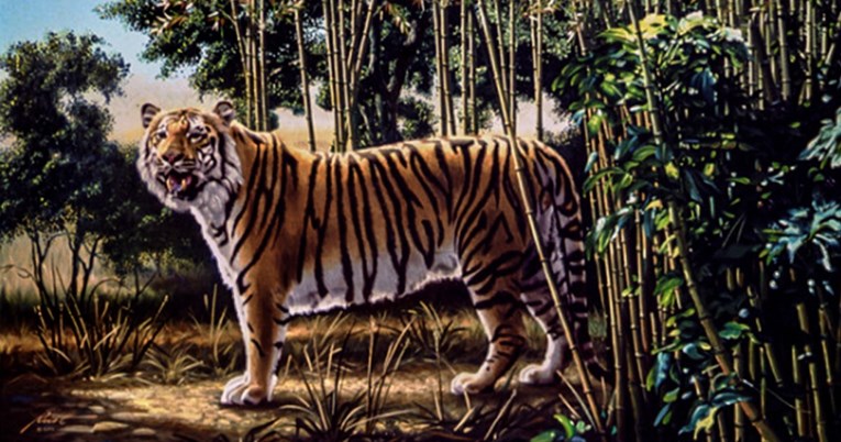 Vidite li skrivenog tigra? Autori iluzije kažu da ga može pronaći samo 1 posto ljudi