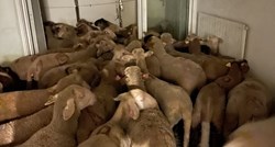 FOTO U stanu u Francuskoj policija pronašla 40 ovaca
