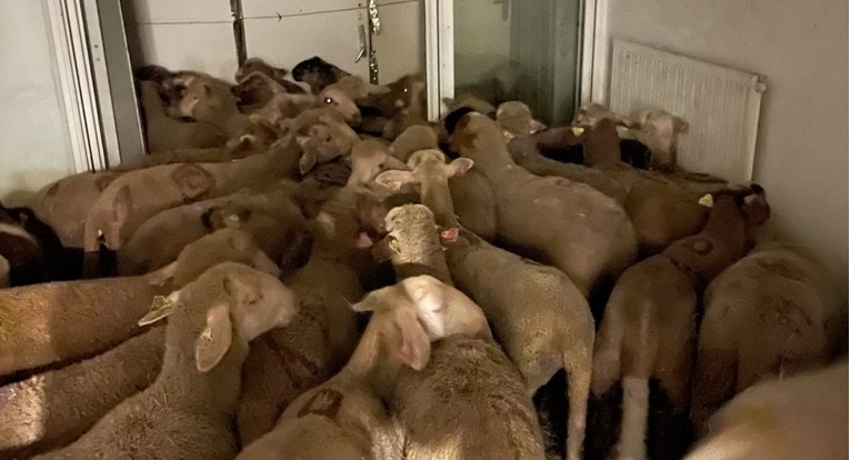 FOTO Policija pronašla 40 ovaca u stanu u Nici