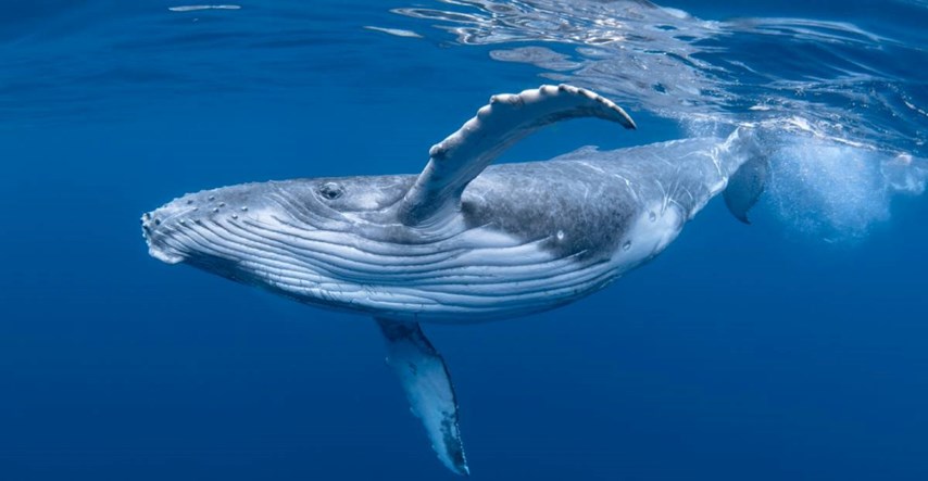 Znanstvenici riješili misterij pjesme kitova