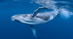 Znanstvenici riješili misterij pjesme kitova