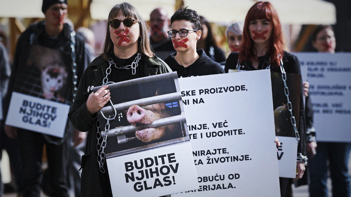 Prijatelji životinja osudili ubijanje kuna u Danskoj, traže zabranu uzgoja