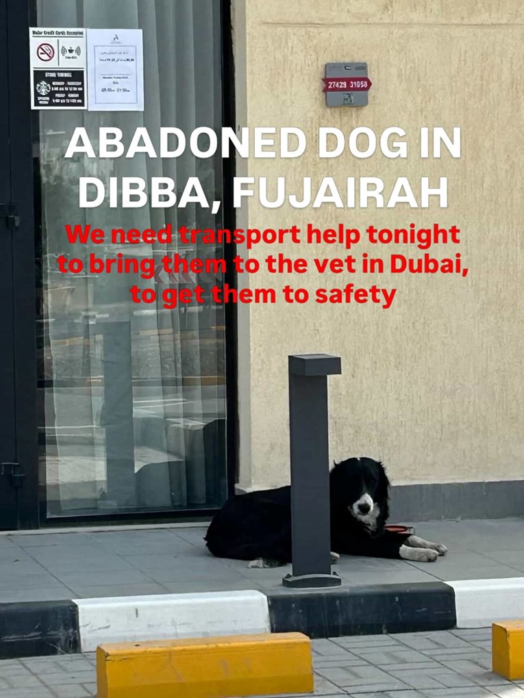 Influenceri napuštaju svoje ljubimce dok bježe iz Dubaija, žele ih i eutanizirati