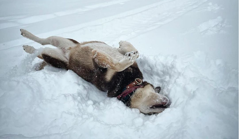 Tri pasmine pasa koje obožavaju zimu