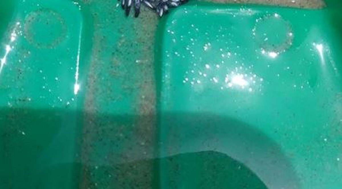 Dječak pronašao rijetkog plavog zmaja na obali: "Tata, otkrio sam novu vrstu"