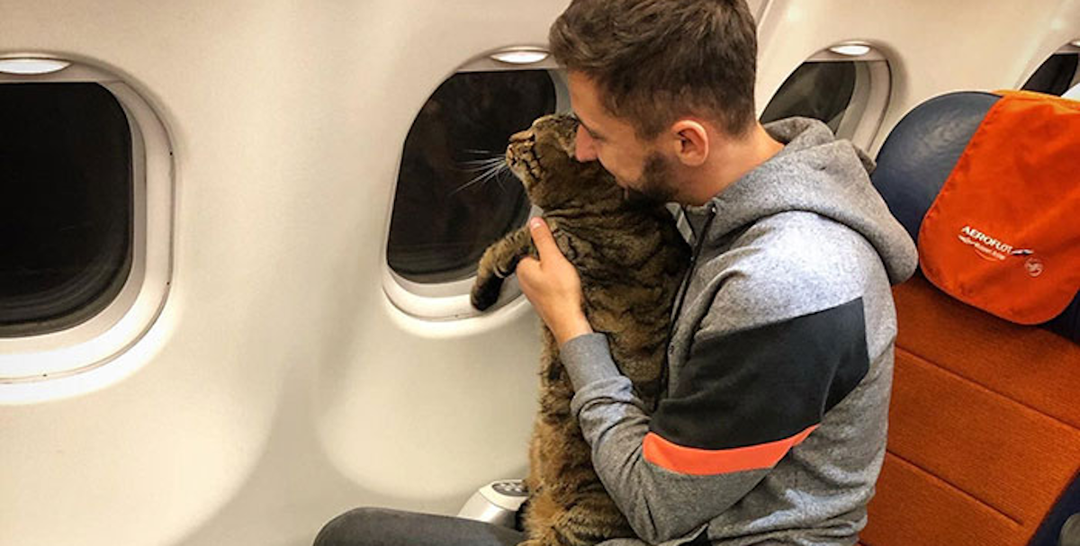 Prošvercao mačku u avion pa dobio kaznu, razlog za to je preglup