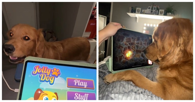 “iPad dijete”: Zlatna retriverica koja voli igrati igre na iPadu je hit na TikToku 