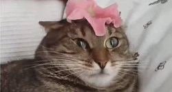 Mački su stavili cvijet na glavu, njena reakcija hit je na internetu