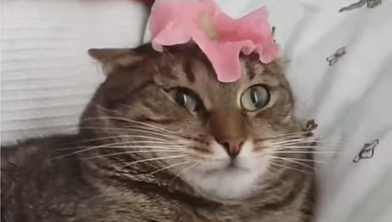 Mački su stavili cvijet na glavu, njena reakcija hit je na internetu
