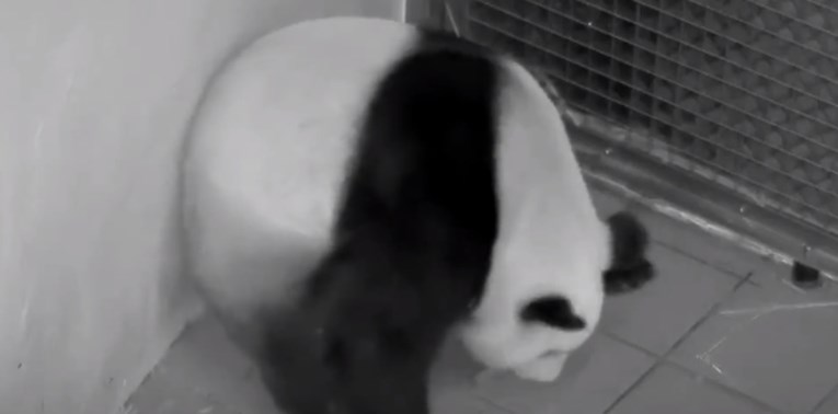 Rijetki blizanci divovske pande rođeni u belgijskom zoološkom vrtu