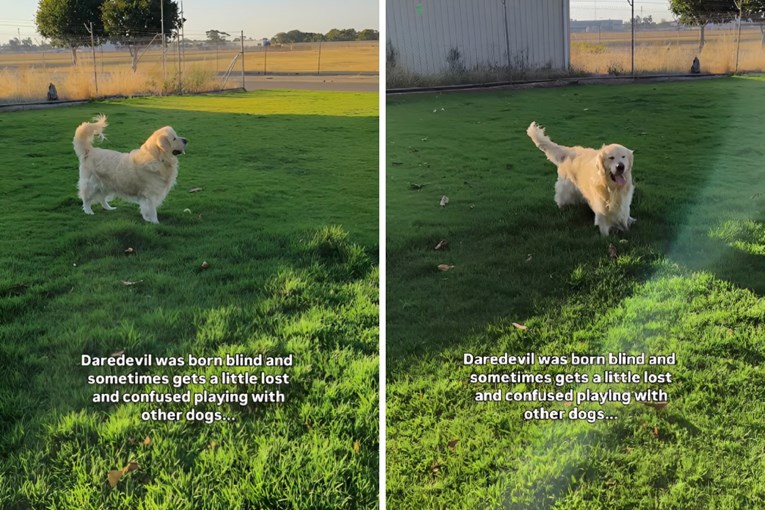 Slijepi pas koji ne prestaje mahati repom dirnuo tisuće, pogledajte video