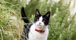 Što mačke ne smiju jesti - štetne tvari i otrovna hrana za mačke
