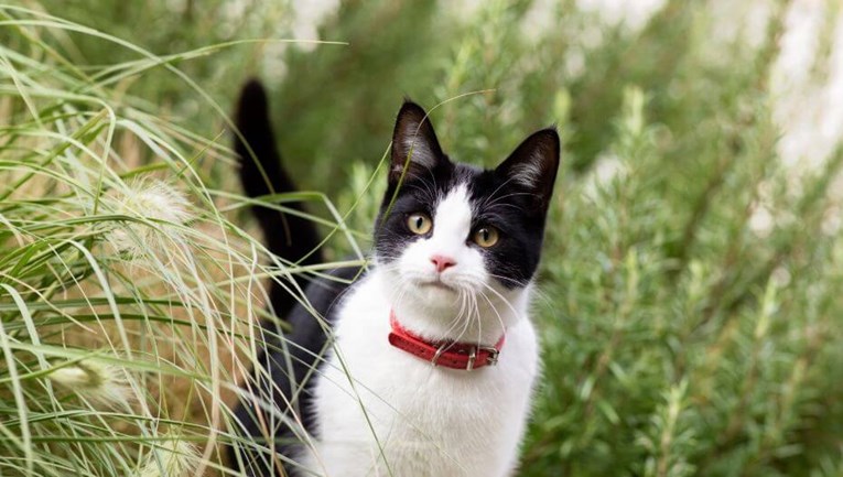 Što mačke ne smiju jesti - štetne tvari i otrovna hrana za mačke
