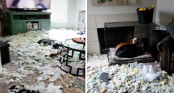Psi napravili kaos u dnevnoj sobi pa pokušali odglumiti da ne znaju ništa o tome