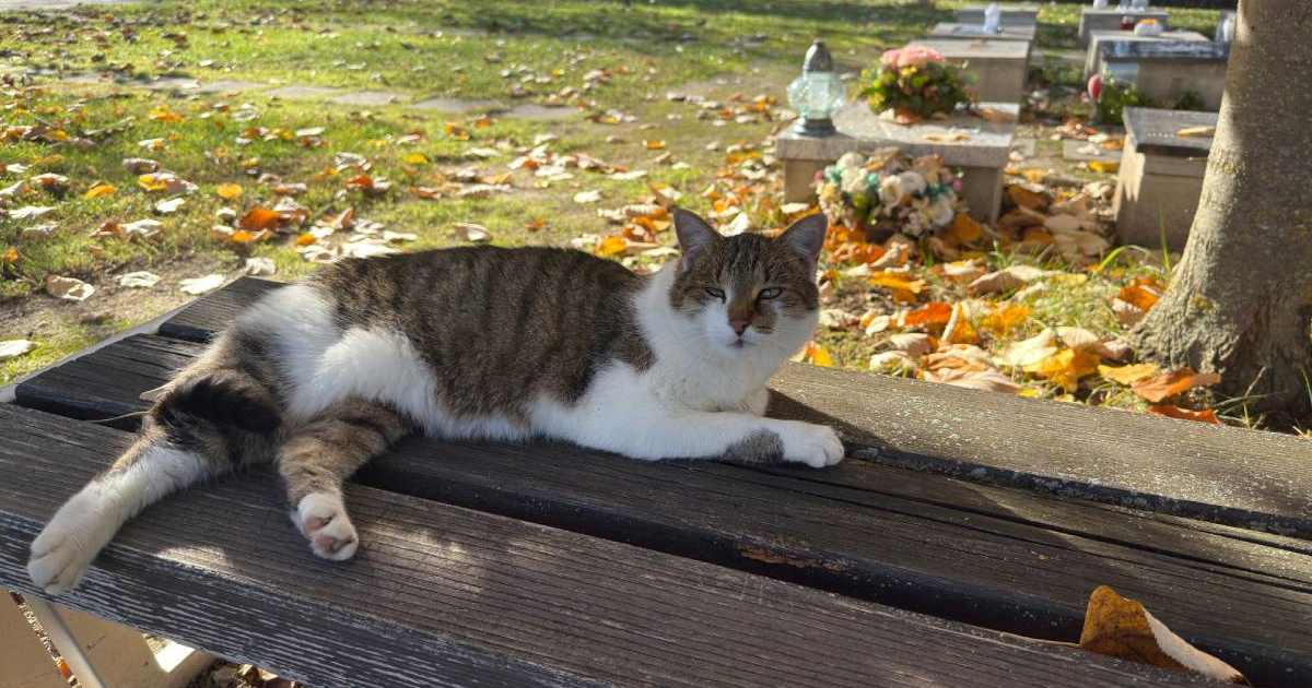 FOTO I VIDEO Jedna maca posjetila Spomengaj na Svi svete