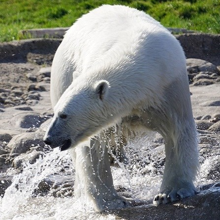 Blizanke polarnog medvjeda ponovo su skupa nakon više od dvije godine