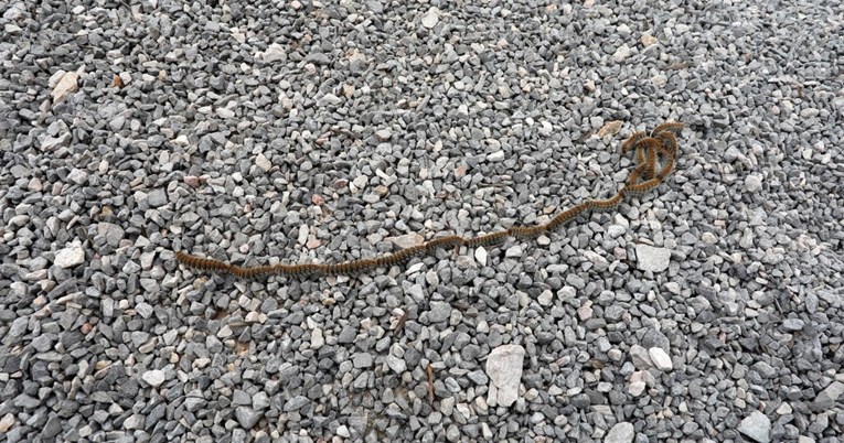 Najezda opasnih gusjenica u Hrvatskoj. Stručnjaci: Najugroženiji su kućni ljubimci