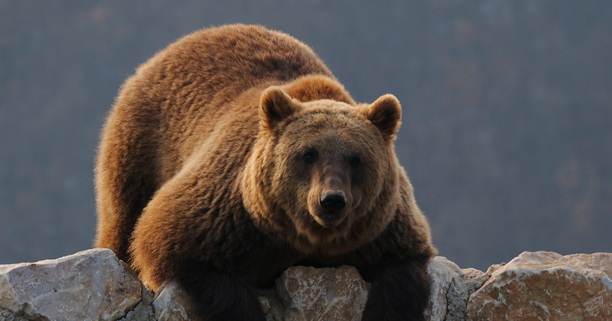 Smeđi medvjed ozlijedio dvojicu američkih vojnika na Aljasci