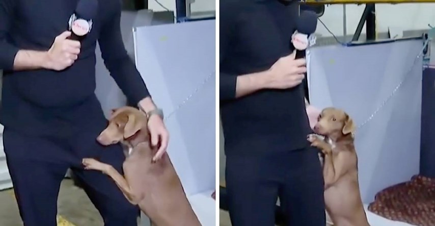 Pas spašen iz poplava ne prestaje grliti reportera. Snimka će vas raznježiti