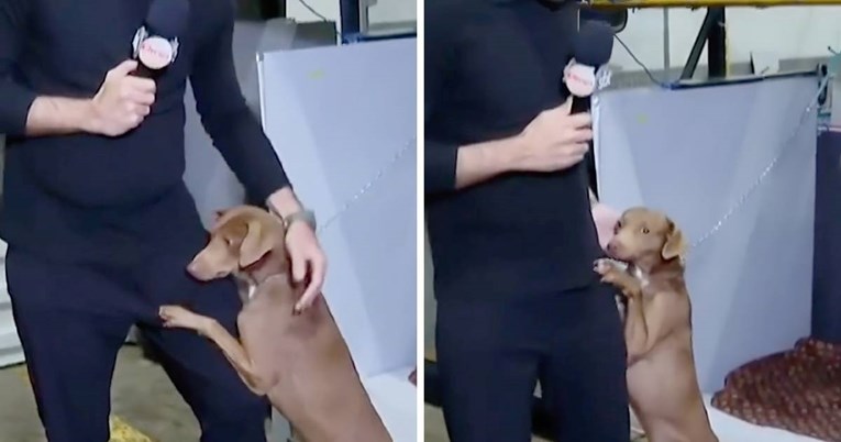Pas spašen iz poplava ne prestaje grliti reportera. Snimka će vas raznježiti