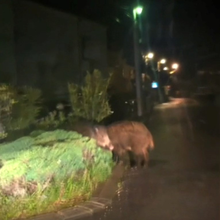 Hajka na divlje svinje u Zadru. "Nastala je panika kao da su došli krokodili"