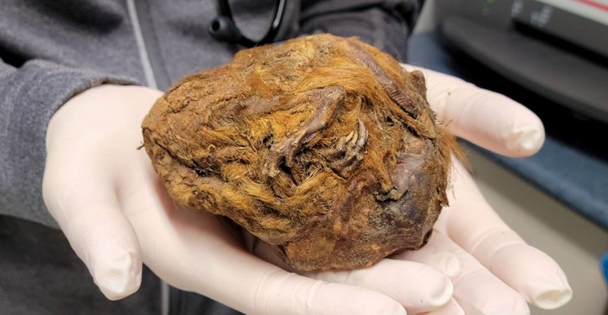 FOTO Rendgen riješio misterij mumificiranog stvorenja starog 30.000 godina