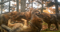 Nevjerojatna snimka: U slovenskoj šumi uspjeli izbliza snimiti čopor vukova
