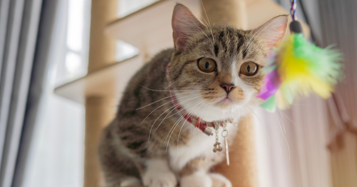 Pet razloga zašto je život s mačkom bolji