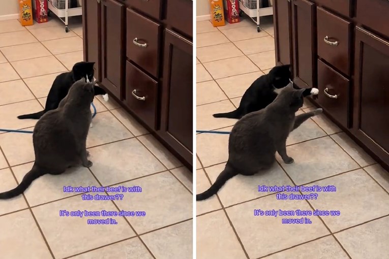 Mačke se "posvađale" s kuhinjskom ladicom, snimka je hit