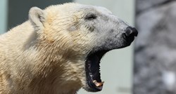 Polarni medvjedi mogli bi nestati do kraja stoljeća