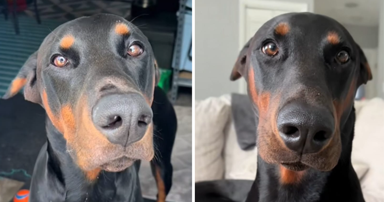Izgleda opasno, ali ovaj doberman je velika maza. Prate ga tisuće ljudi na TikToku