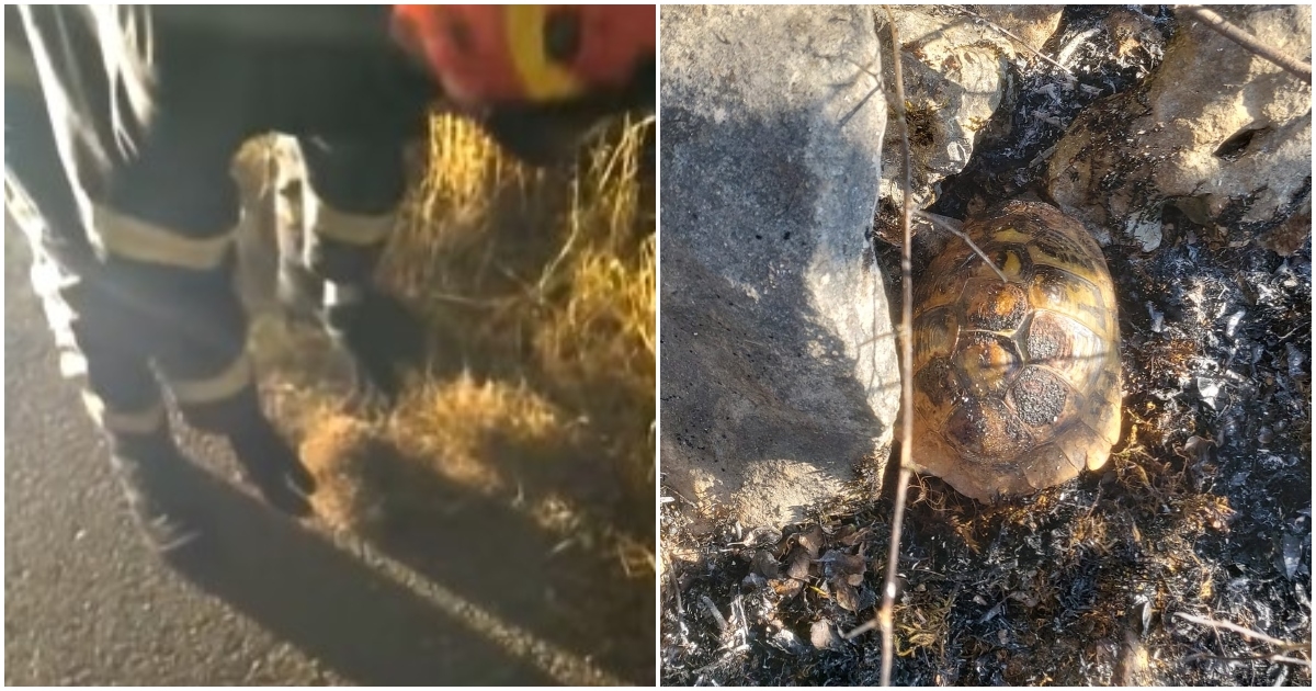 VIDEO Drniški vatrogasci spasili ježa od požara, na zgarištu zatekli i kornjaču