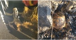 VIDEO Drniški vatrogasci spasili ježa od požara, na zgarištu zatekli i kornjaču