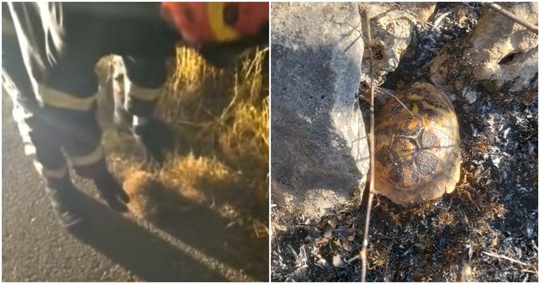 VIDEO Drniški vatrogasci spasili ježa od požara, na zgarištu zatekli i kornjaču