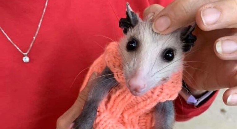 Ljudi pletu odjeću za malog oposuma koji nema dlake kako bi preživio zimu