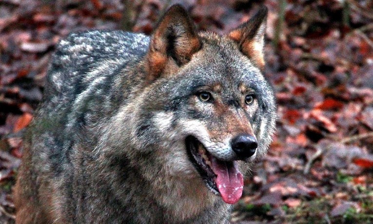 U Belgiji ubijen prvi vuk nakon više od 100 godina
