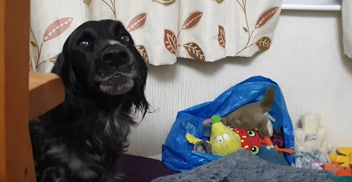 Pas zatekao mačku na svom krevetu pa napravio nešto urnebesno