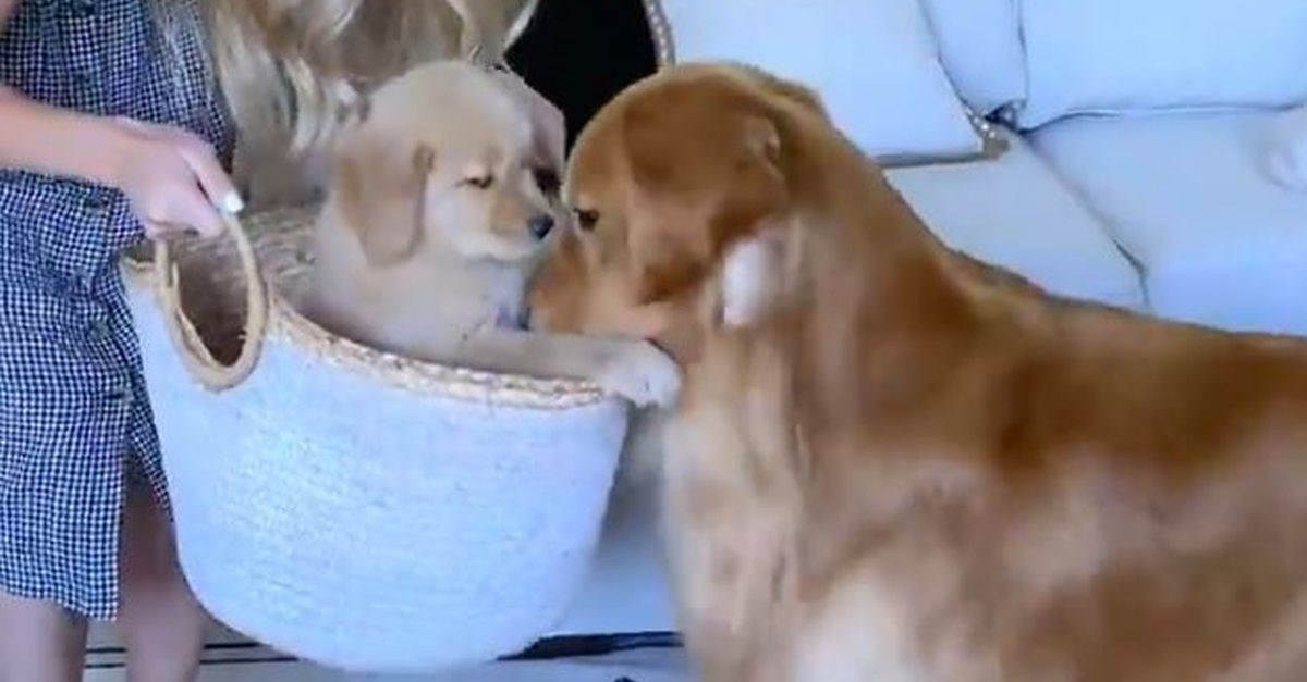 Zlatni retriver upoznao mladunče, prizor je presladak