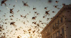 U zagrebačko Cvjetno naselje ispušta se 100 tisuća sterilnih komaraca